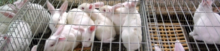 conejitos.jpg conejitos.jpg