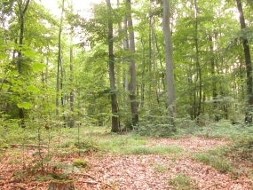 bosc
