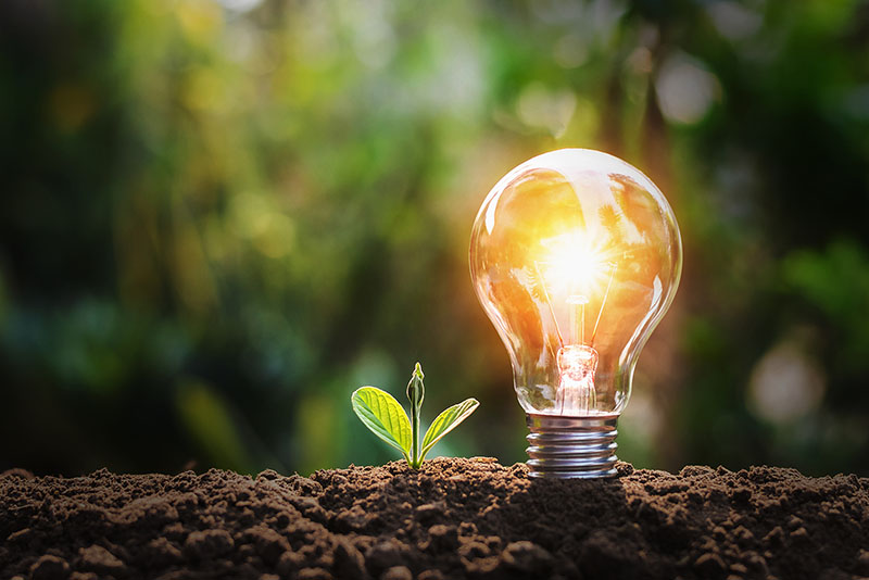 lightbulb with small plant on soil and sunshine. concept saving