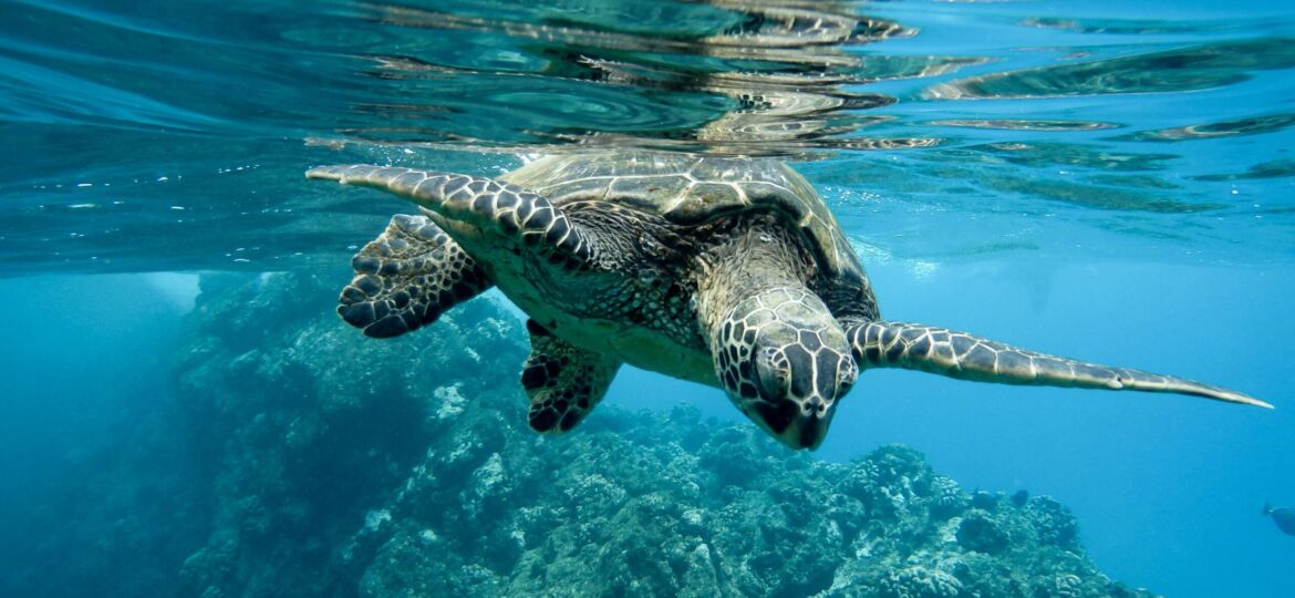 Closeup of a green sea turtle swimming underwater under the lights - cool for nature concepts