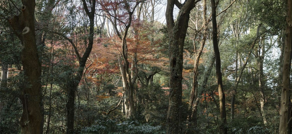 bosque-arboles-cerca