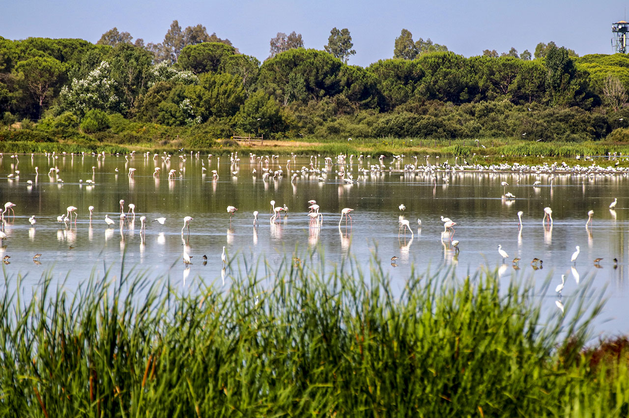 Marsh in Doñana national park.