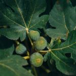 Figs on the branch of a fig tree Figs on the branch of a fig tree. High quality photo