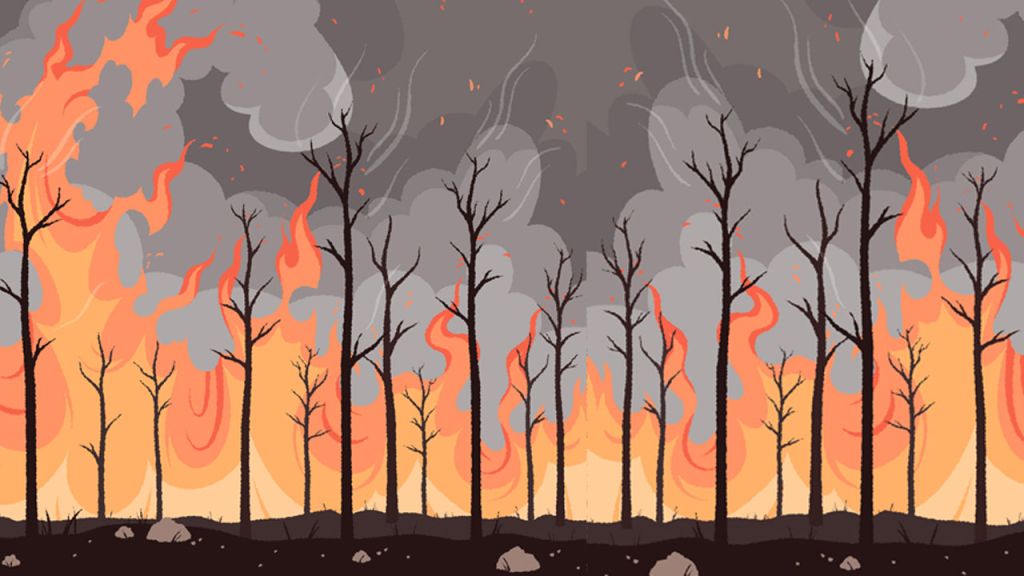 Dia mundial de la Prevenció d'incendis forestals. Ecosistemes forestals. Molt més que arbres