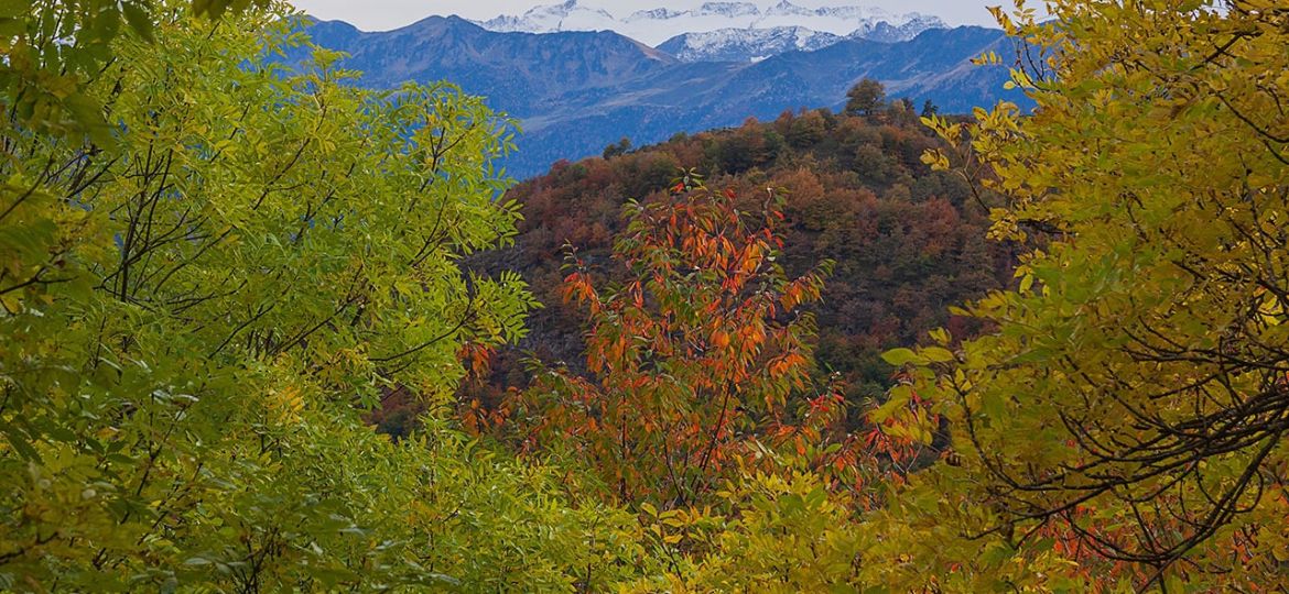 Boscos Catalunya