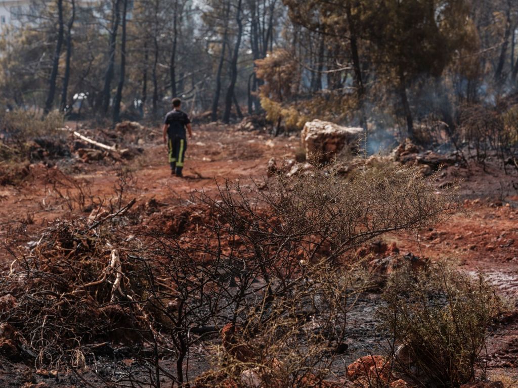 Fitxes informatives del projecte LIFE eCOadapt50 per entendre els reptes de la gestió forestal davant el canvi climàtic
