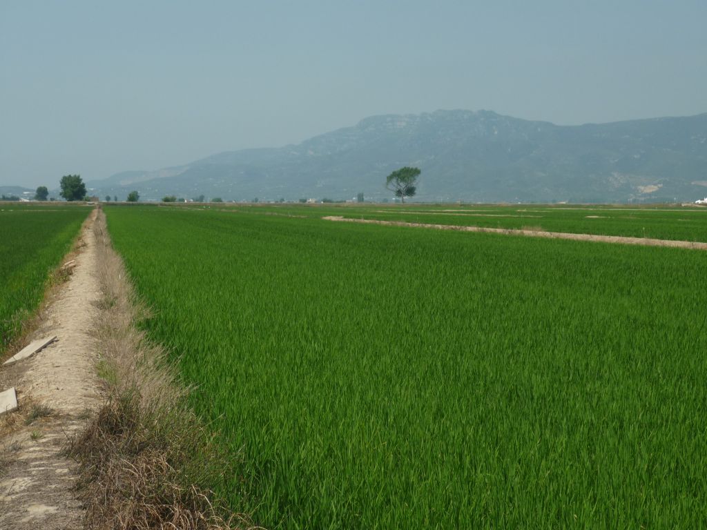 El projecte LIFE eCOadapt50 impulsa la regeneració dels sòls per reforçar el futur de l’agricultura i del món rural